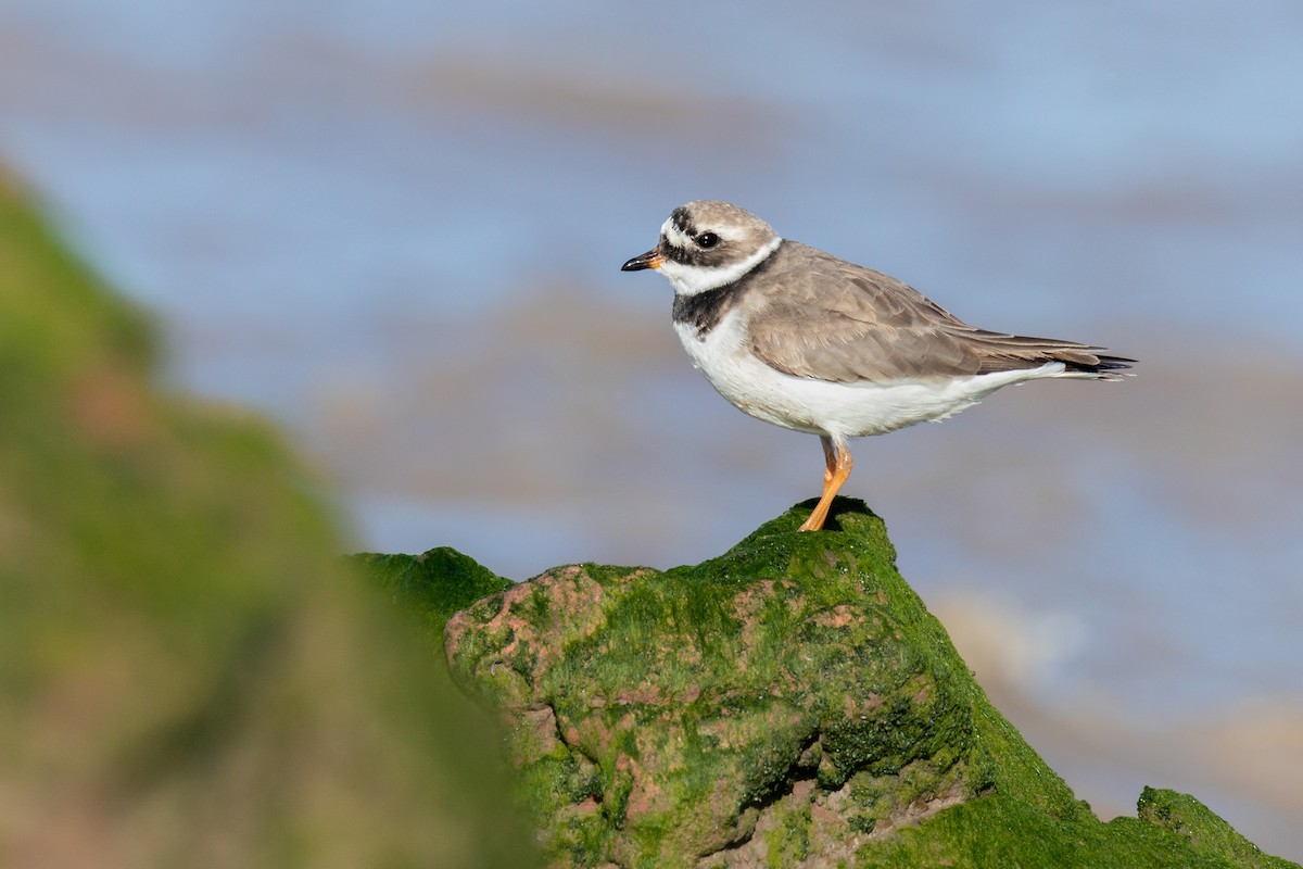 Common Ringed Plover - ML619557131