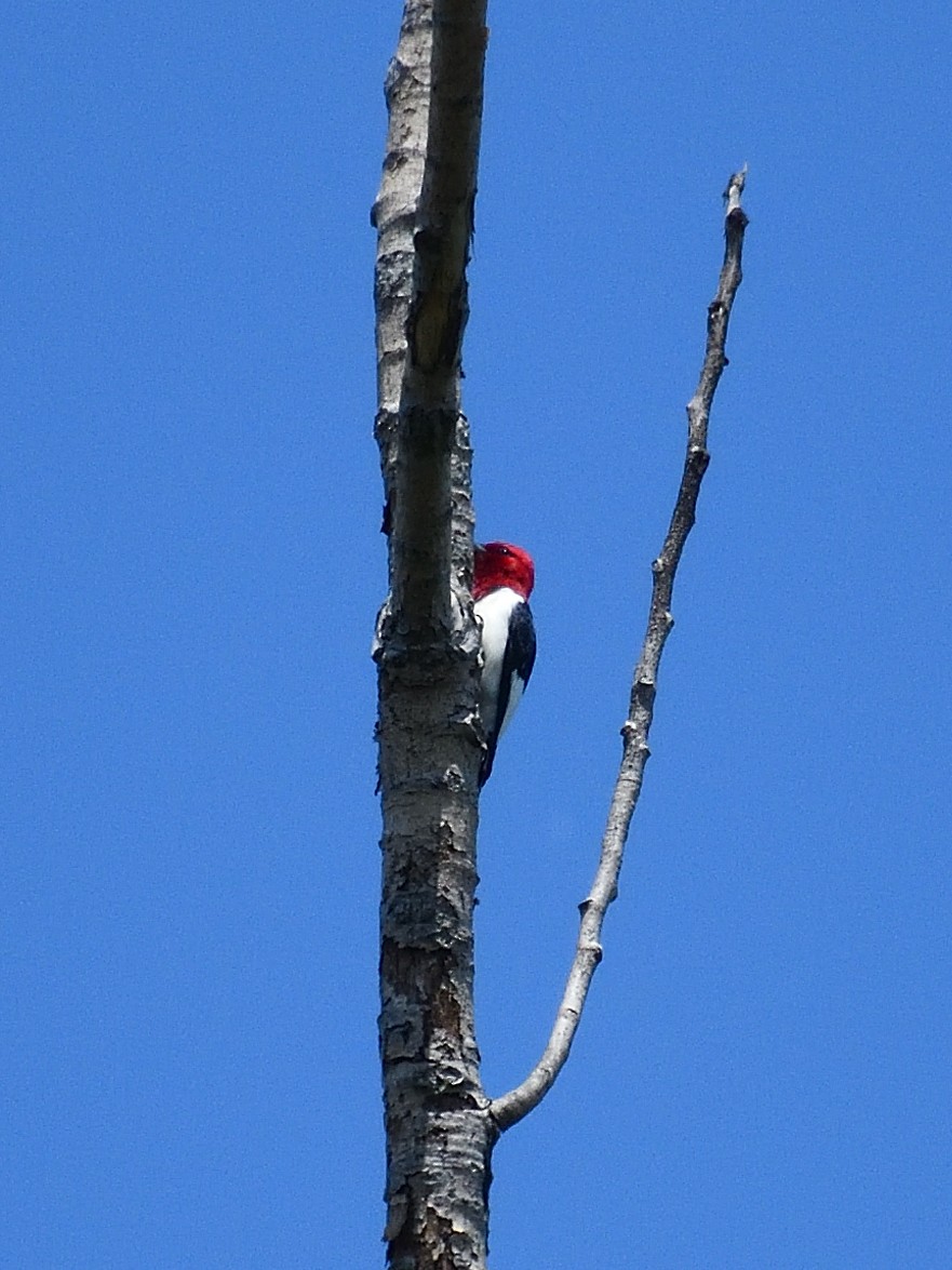 Red-headed Woodpecker - ML619557136