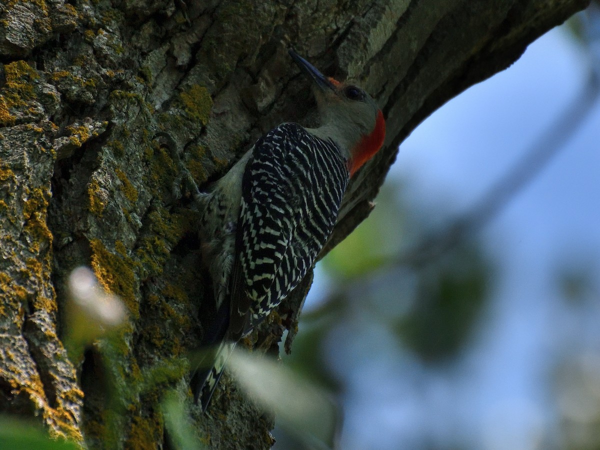 Red-bellied Woodpecker - ML619557139