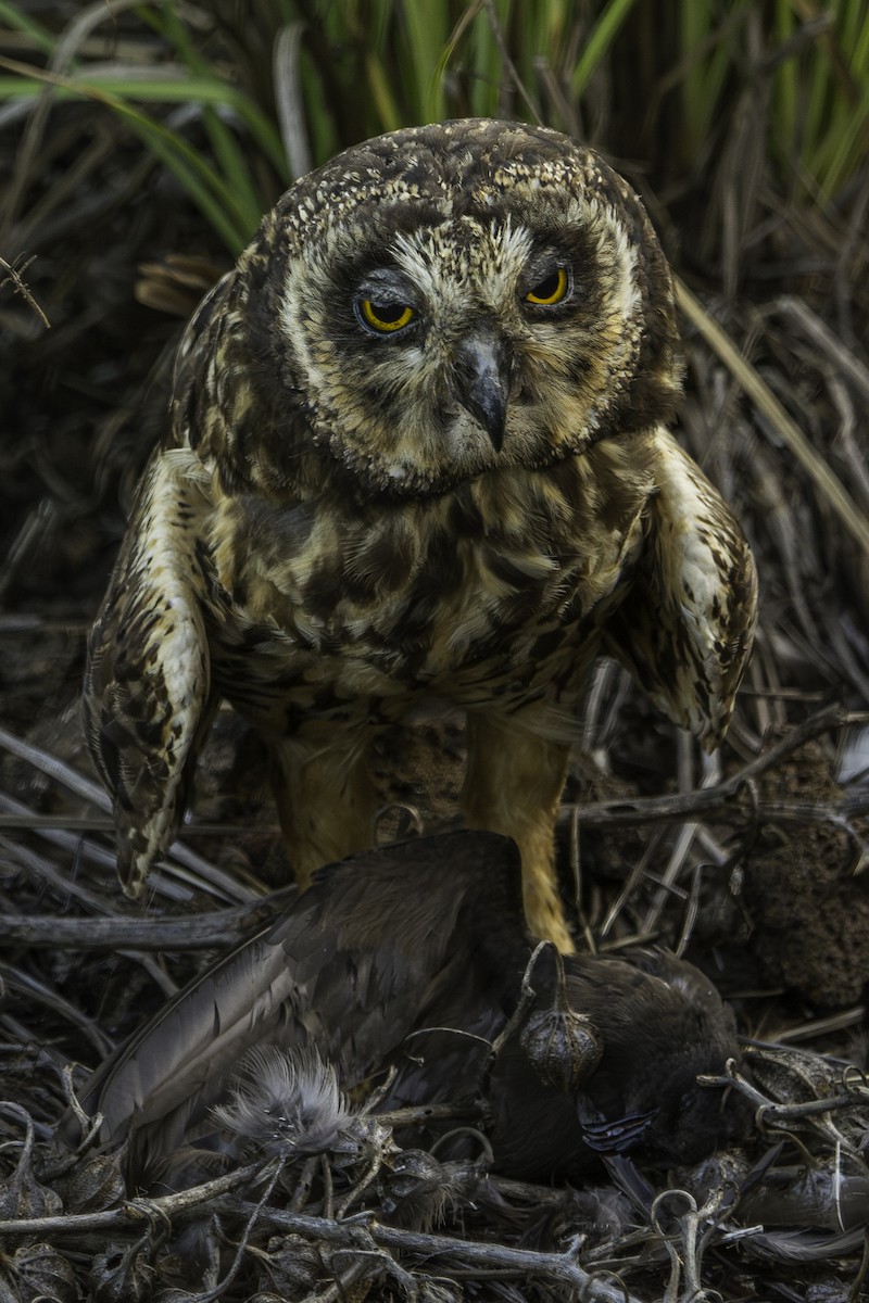 Short-eared Owl - ML619557155