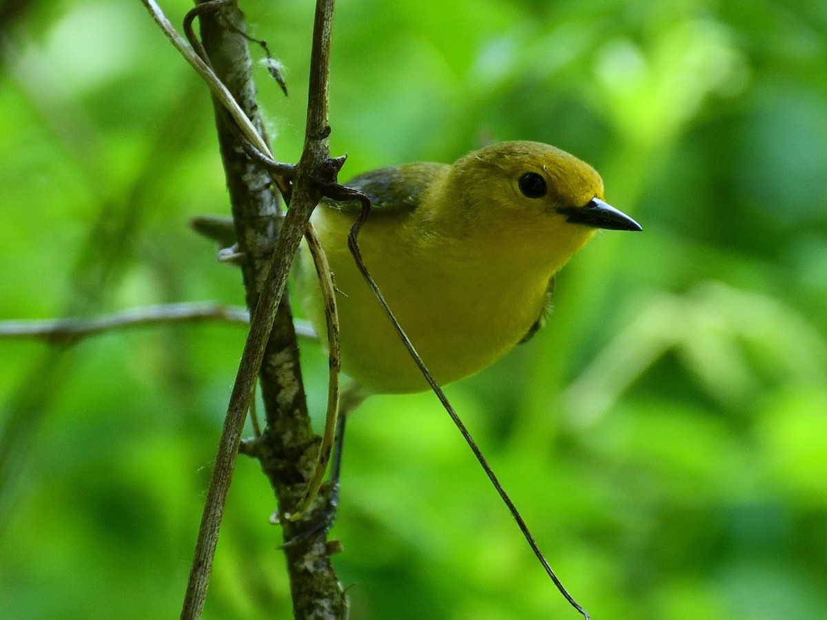 Prothonotary Warbler - ML619557158