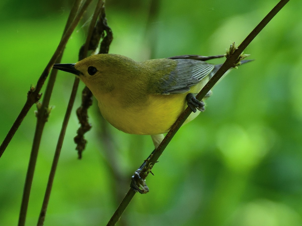 Prothonotary Warbler - ML619557159