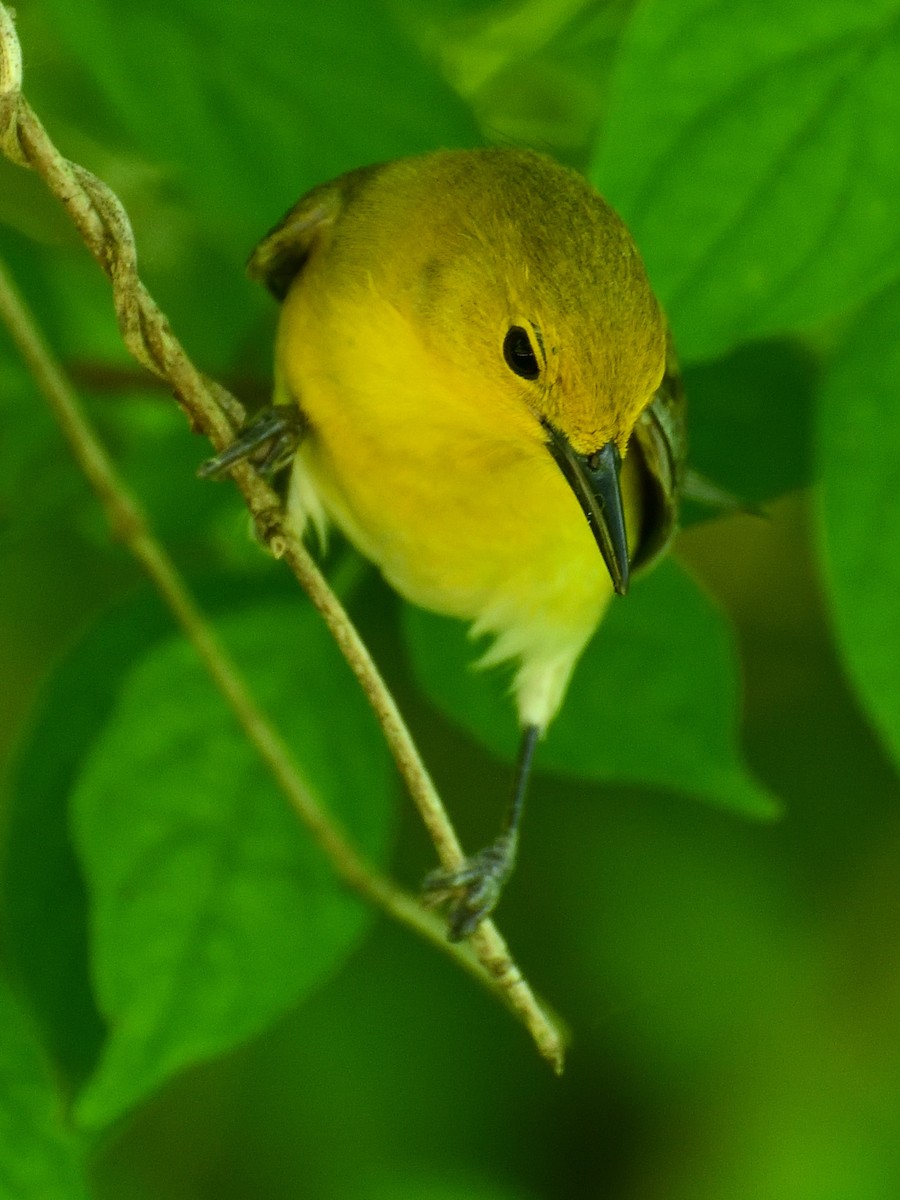 Prothonotary Warbler - ML619557160