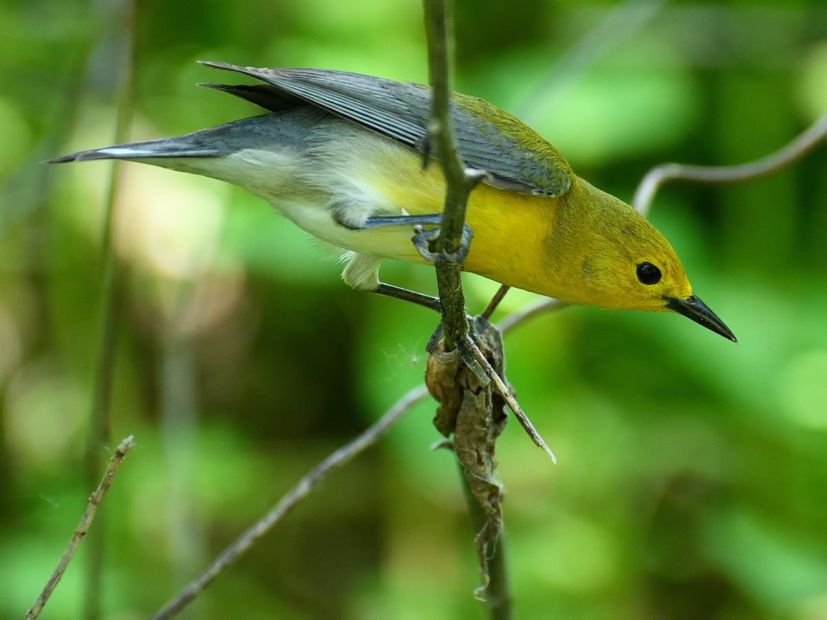 Prothonotary Warbler - ML619557161