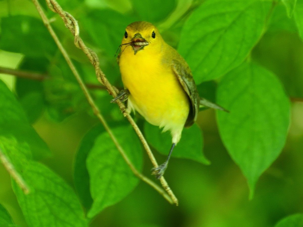 Prothonotary Warbler - ML619557163