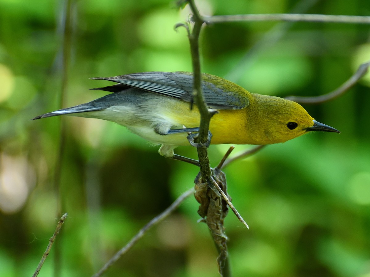 Prothonotary Warbler - ML619557165
