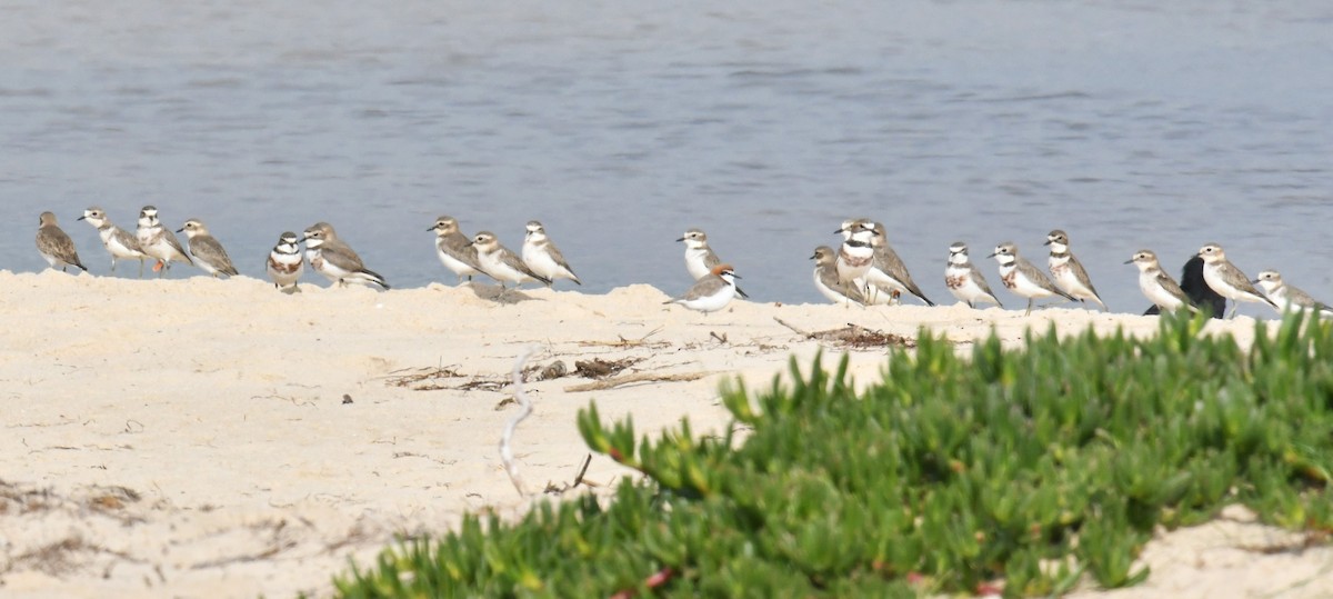 Double-banded Plover - ML619557173