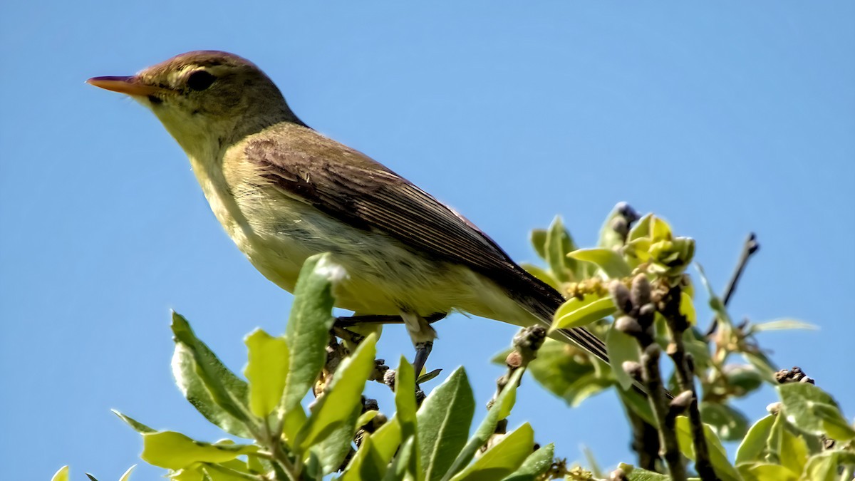 Melodious Warbler - ML619557222