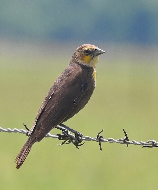 Yellow-headed Blackbird - ML619557286