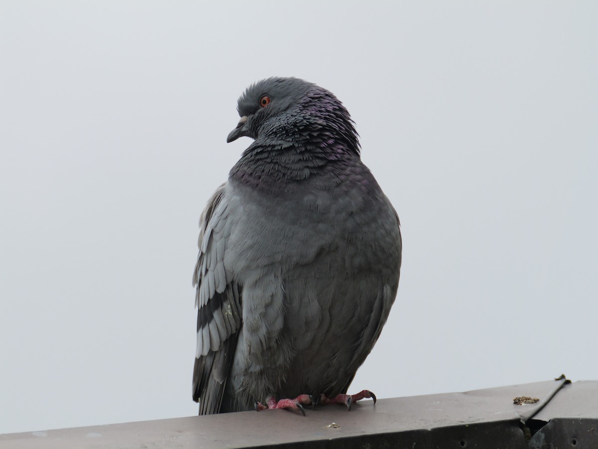 Rock Pigeon (Feral Pigeon) - ML619557313