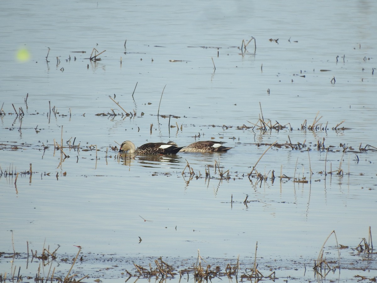 Indian Spot-billed Duck - ML619557358