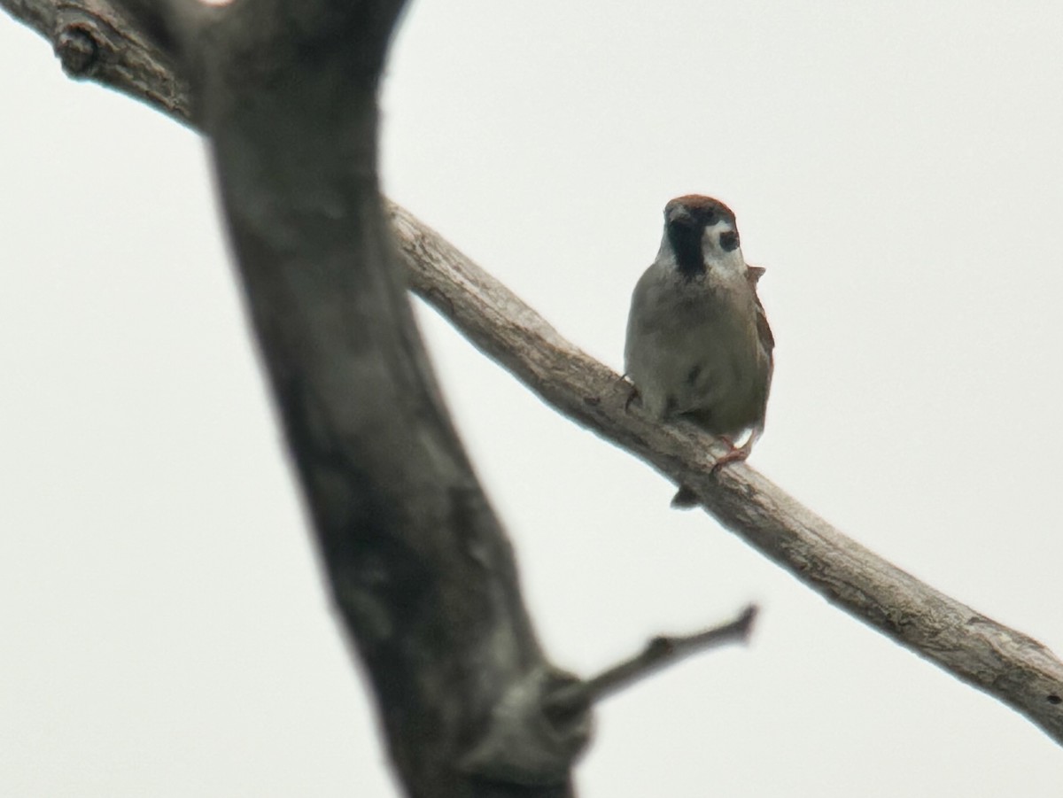 Eurasian Tree Sparrow - ML619557487
