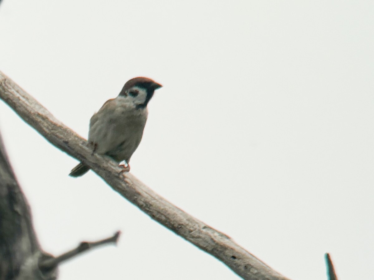 Eurasian Tree Sparrow - ML619557488