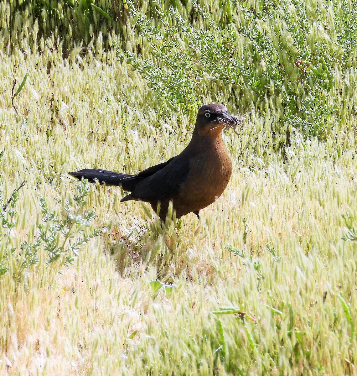 Great-tailed Grackle - ML619557523