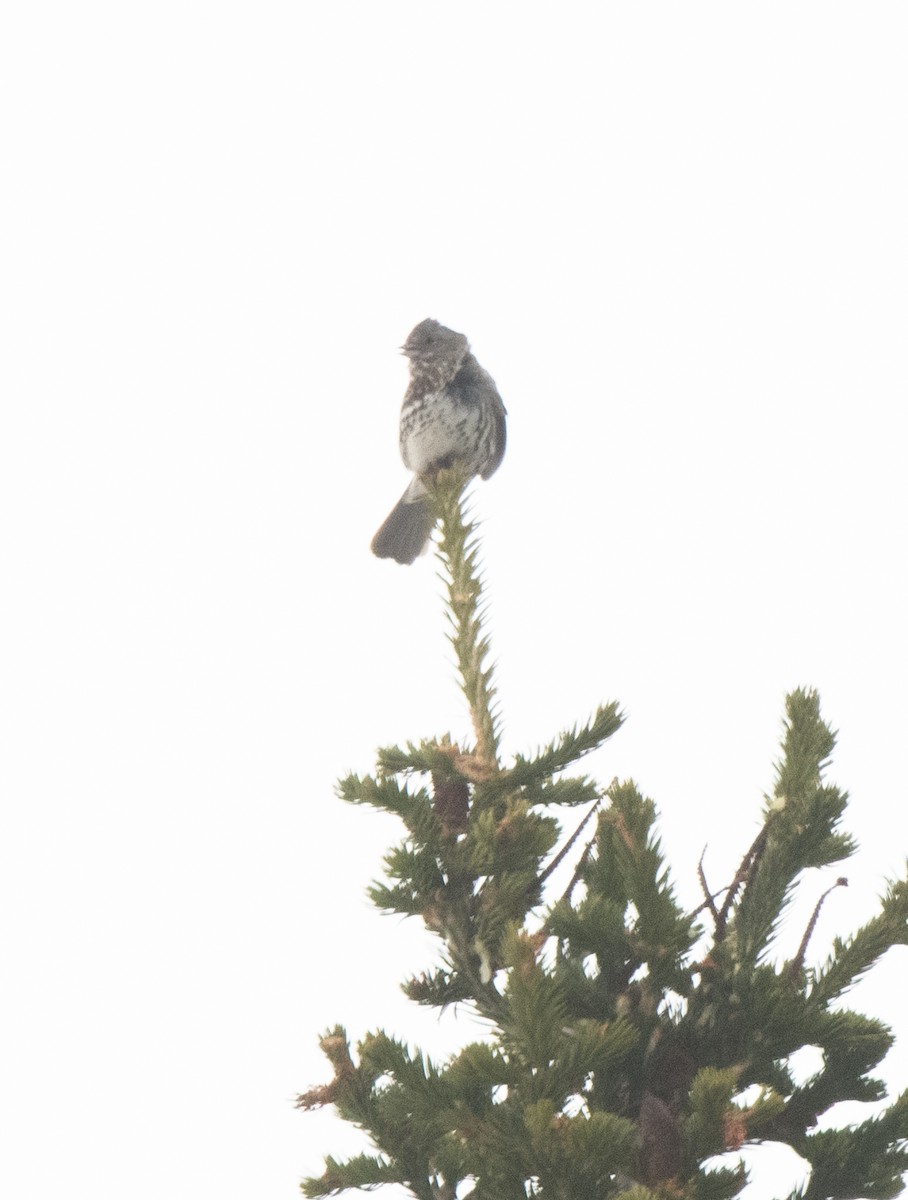 Fox Sparrow (Slate-colored) - ML619557564