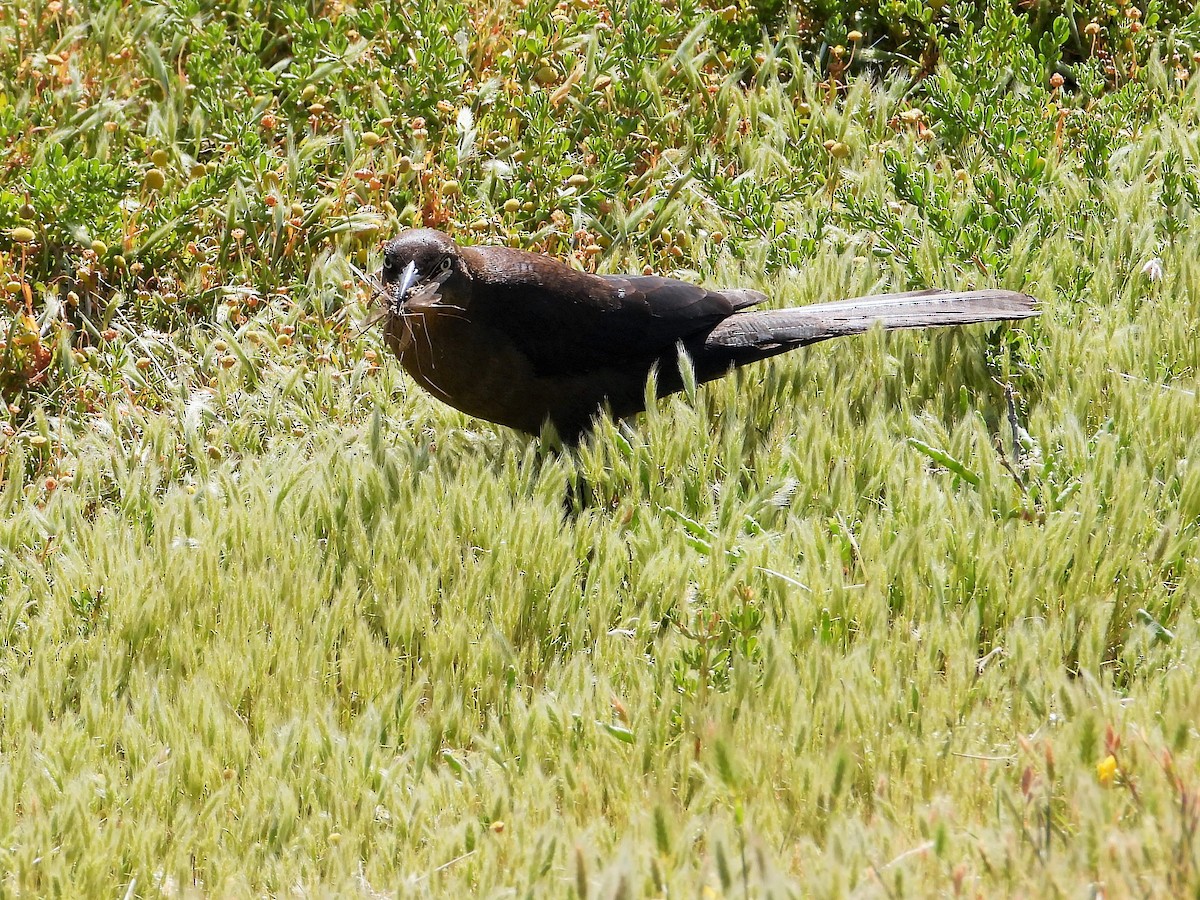 Great-tailed Grackle - ML619557572