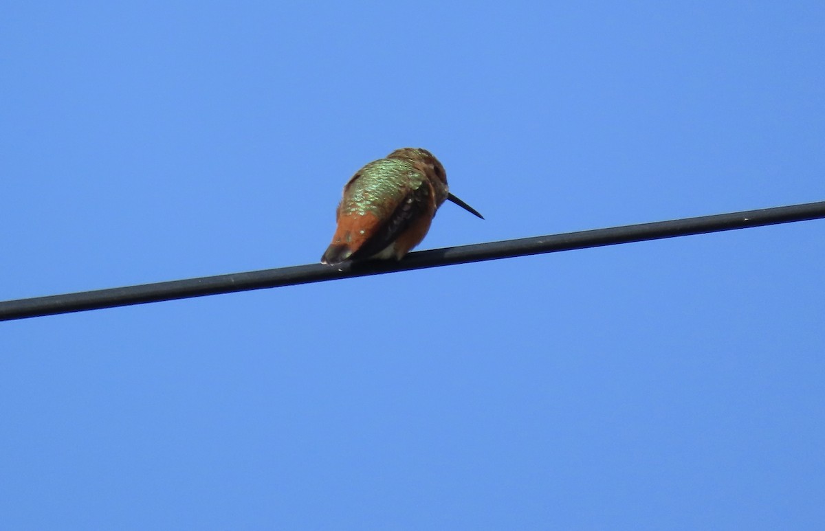 Rufous/Allen's Hummingbird - ML619557595