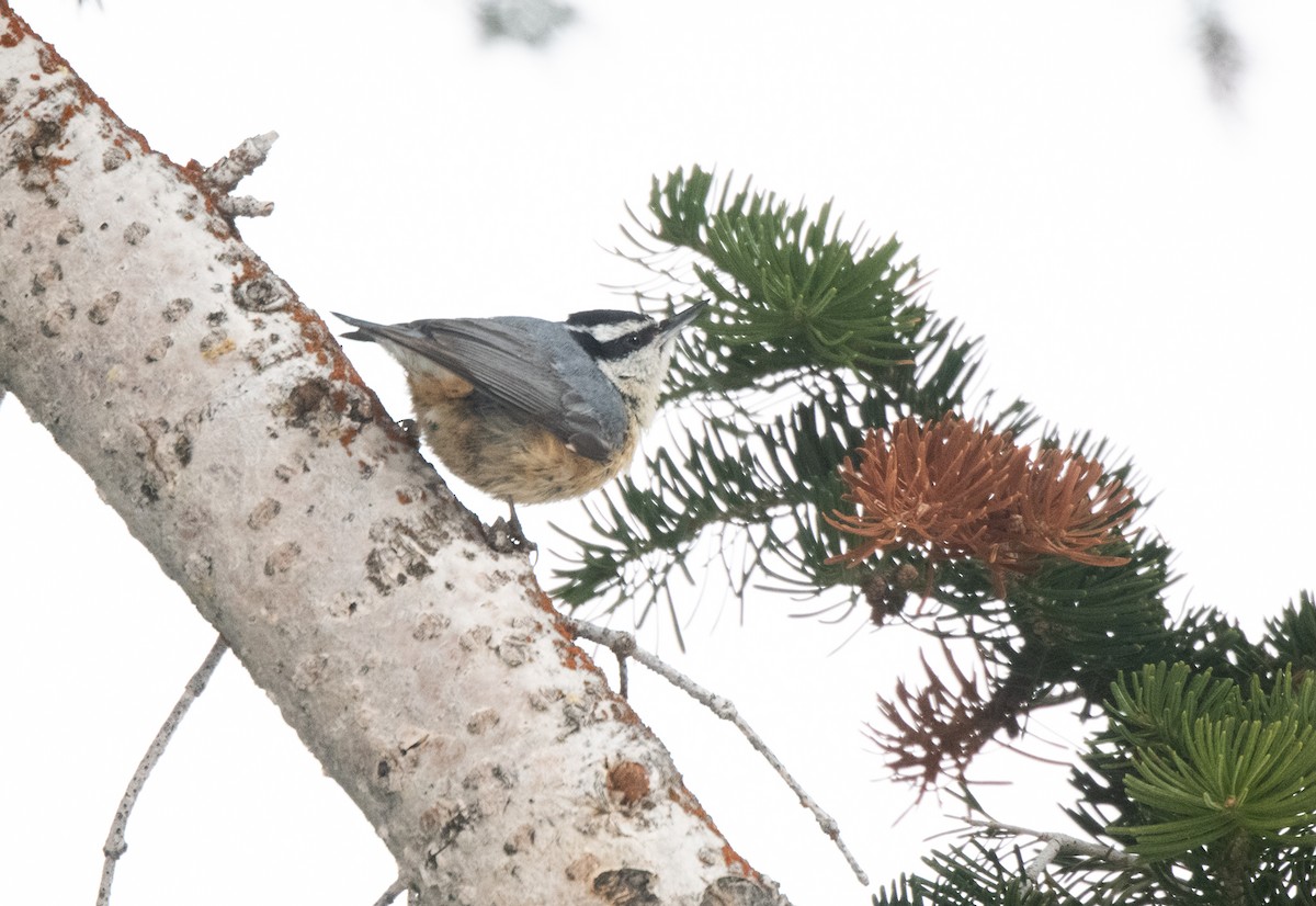 Red-breasted Nuthatch - ML619557596