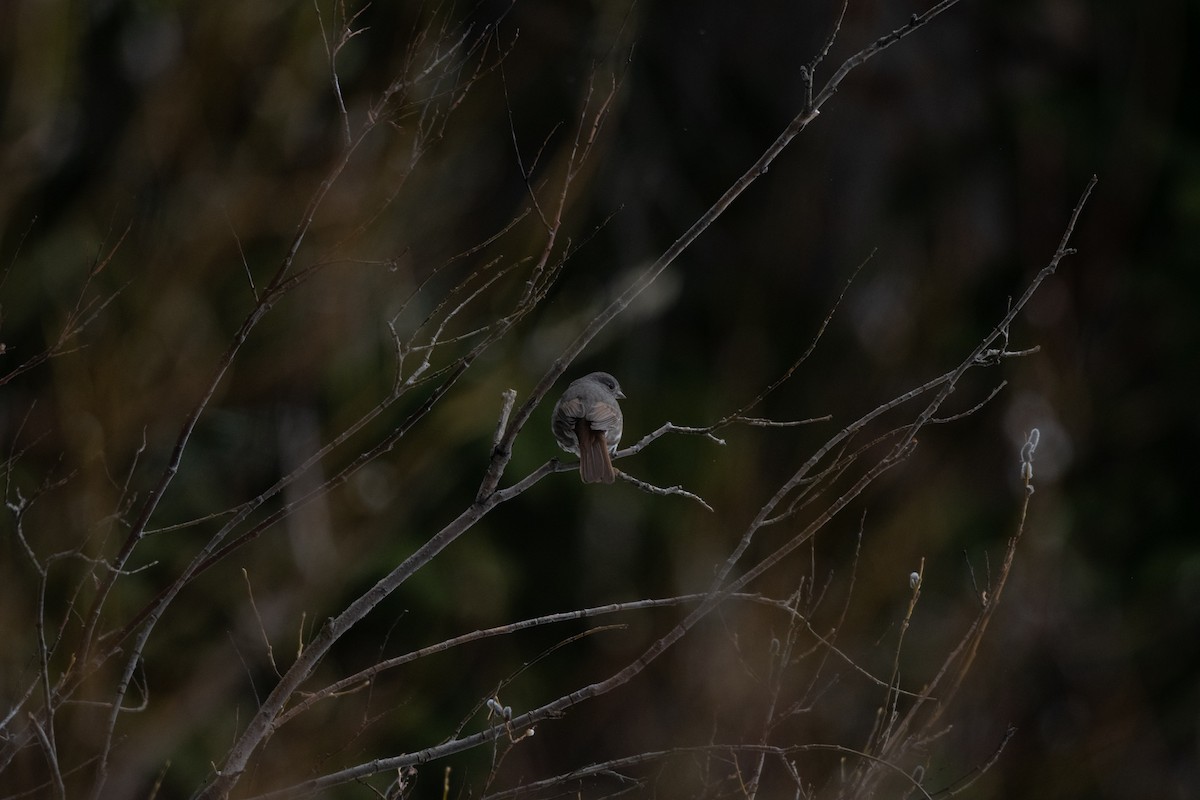 Fox Sparrow (Slate-colored) - ML619557618
