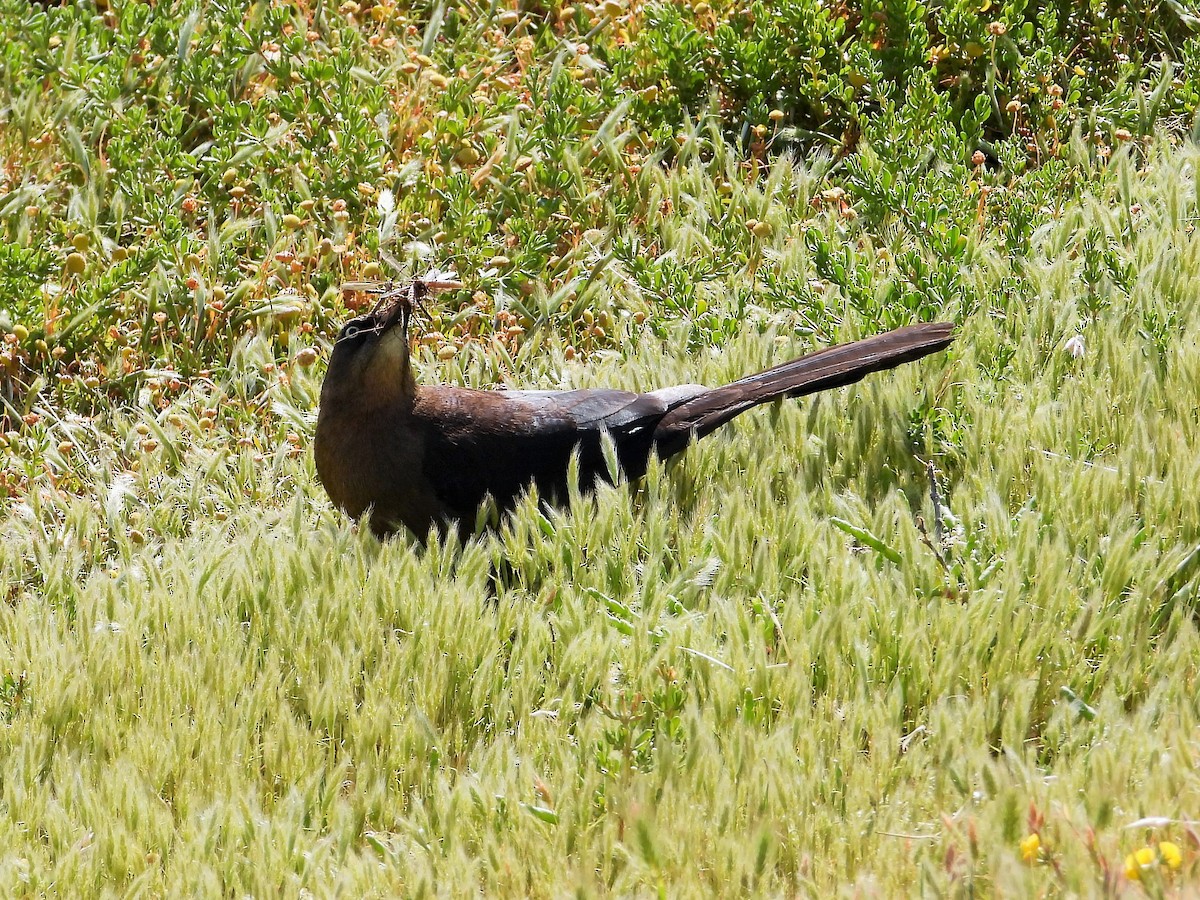 Great-tailed Grackle - ML619557628