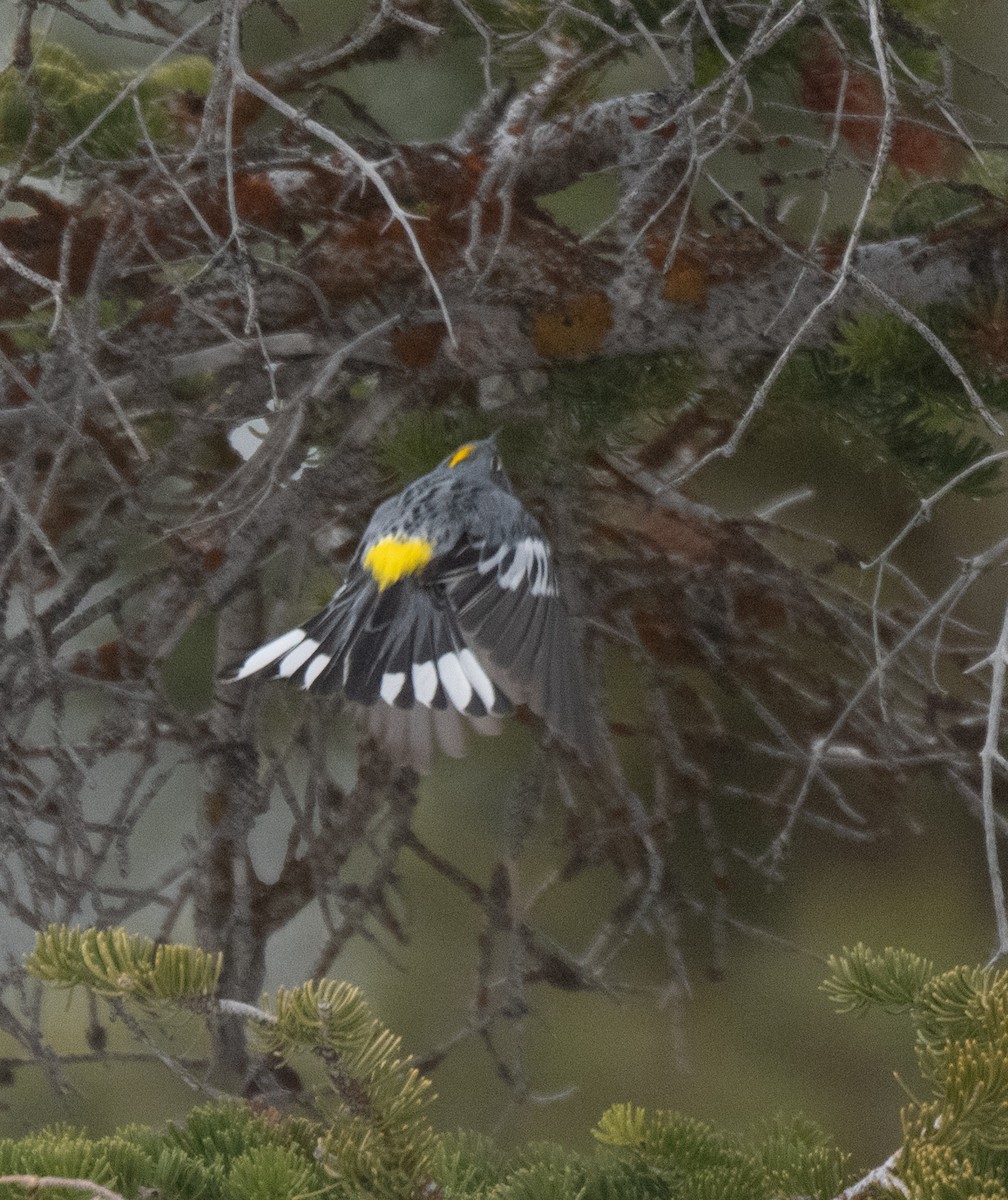 Yellow-rumped Warbler (Audubon's) - ML619557654