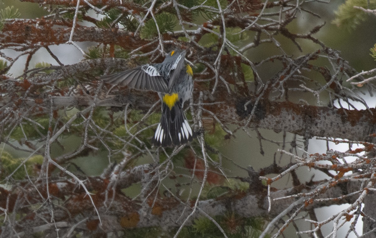 Yellow-rumped Warbler (Audubon's) - ML619557657