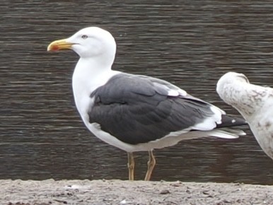 Lesser Black-backed Gull - ML619557686