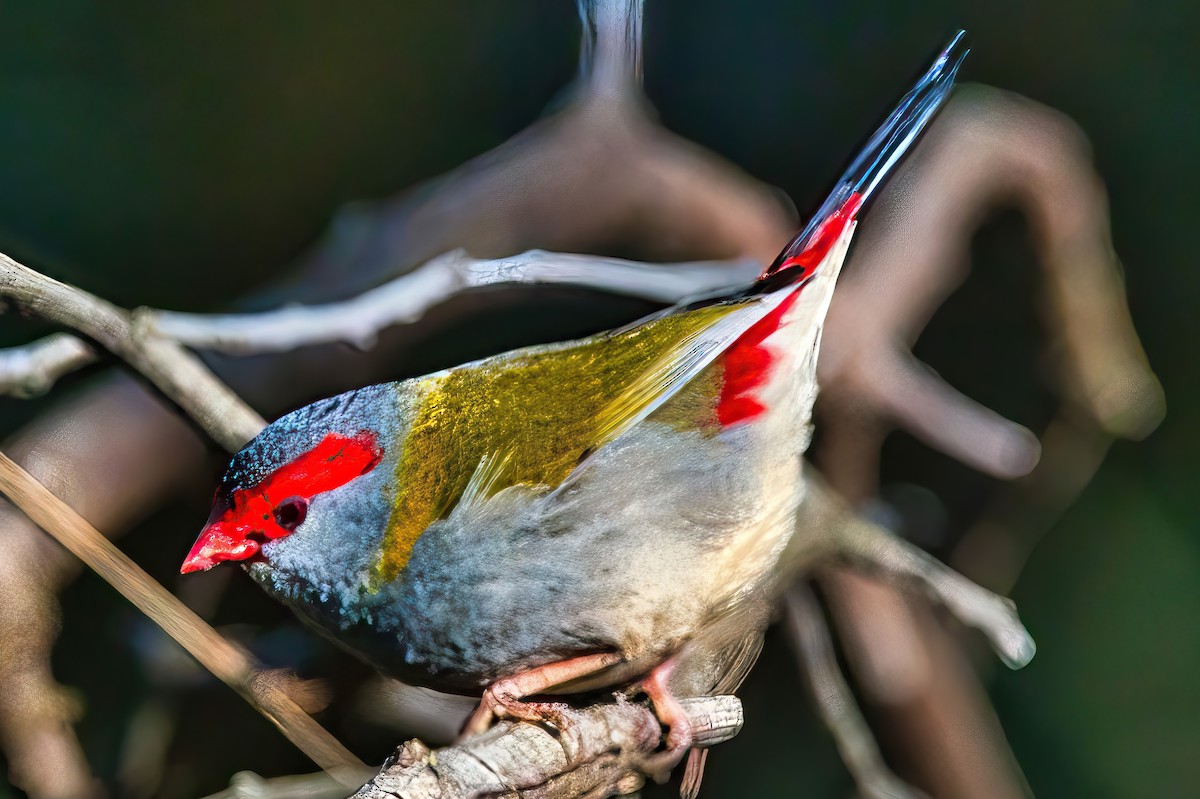 Red-browed Firetail - ML619557704