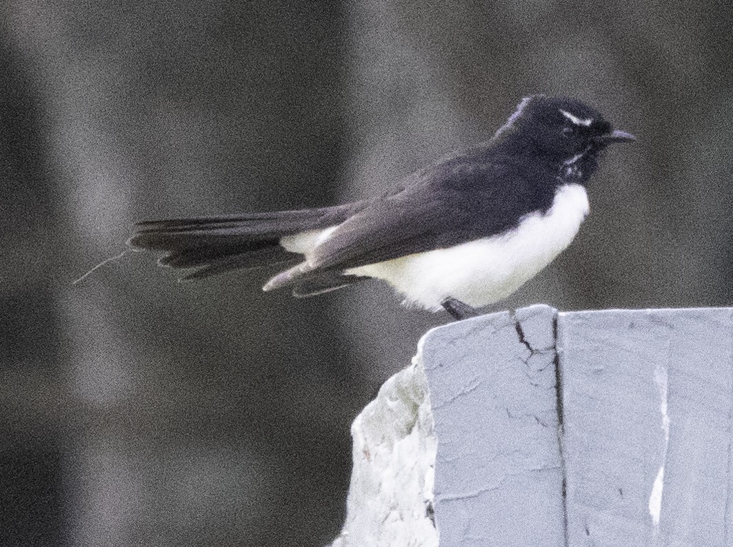 Willie-wagtail - ML619557710