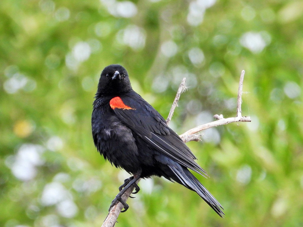 Red-winged Blackbird - ML619557754