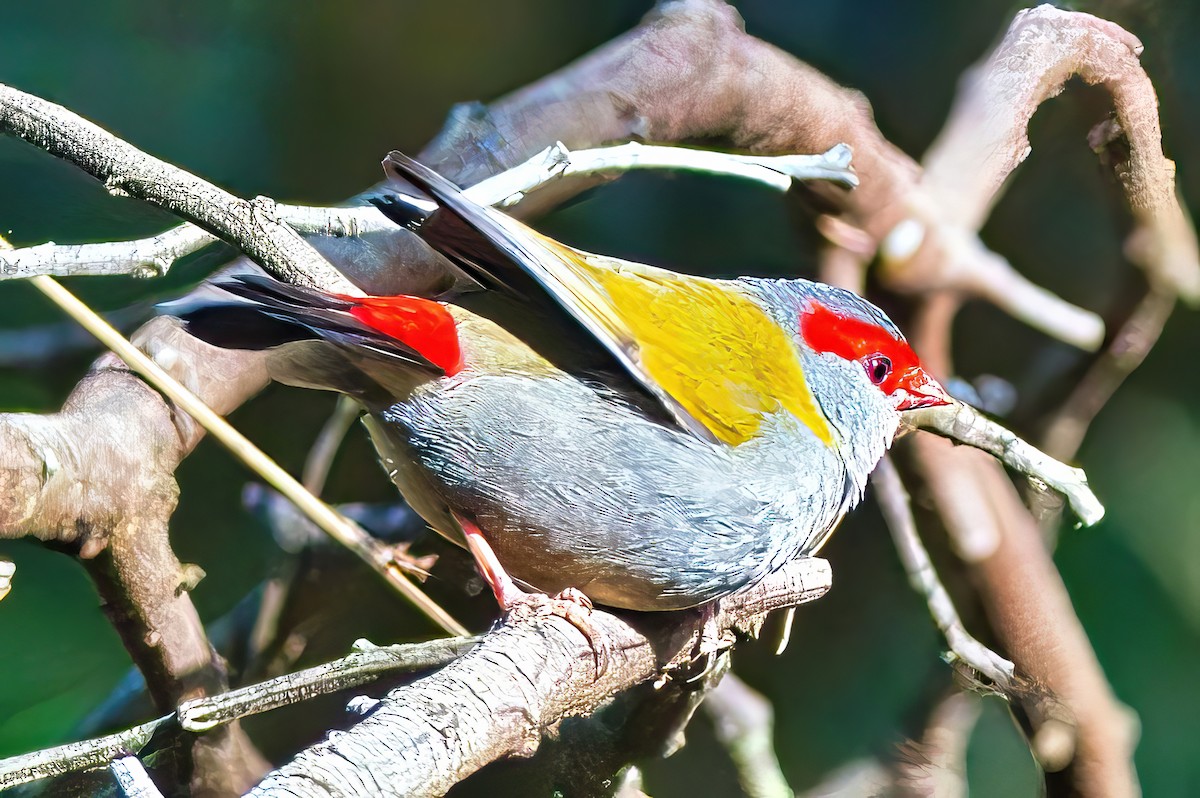 Red-browed Firetail - ML619557758