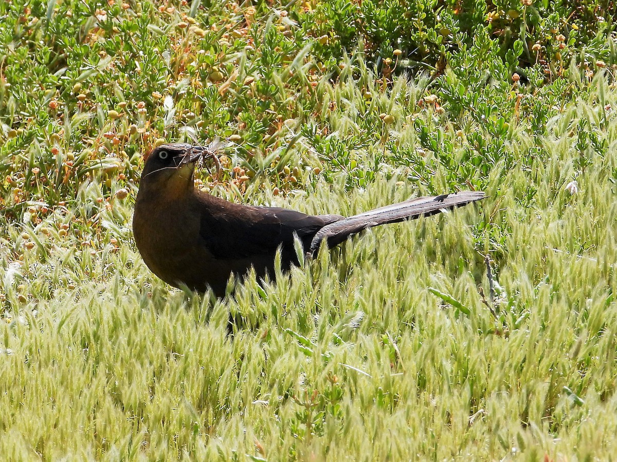 Great-tailed Grackle - ML619557763