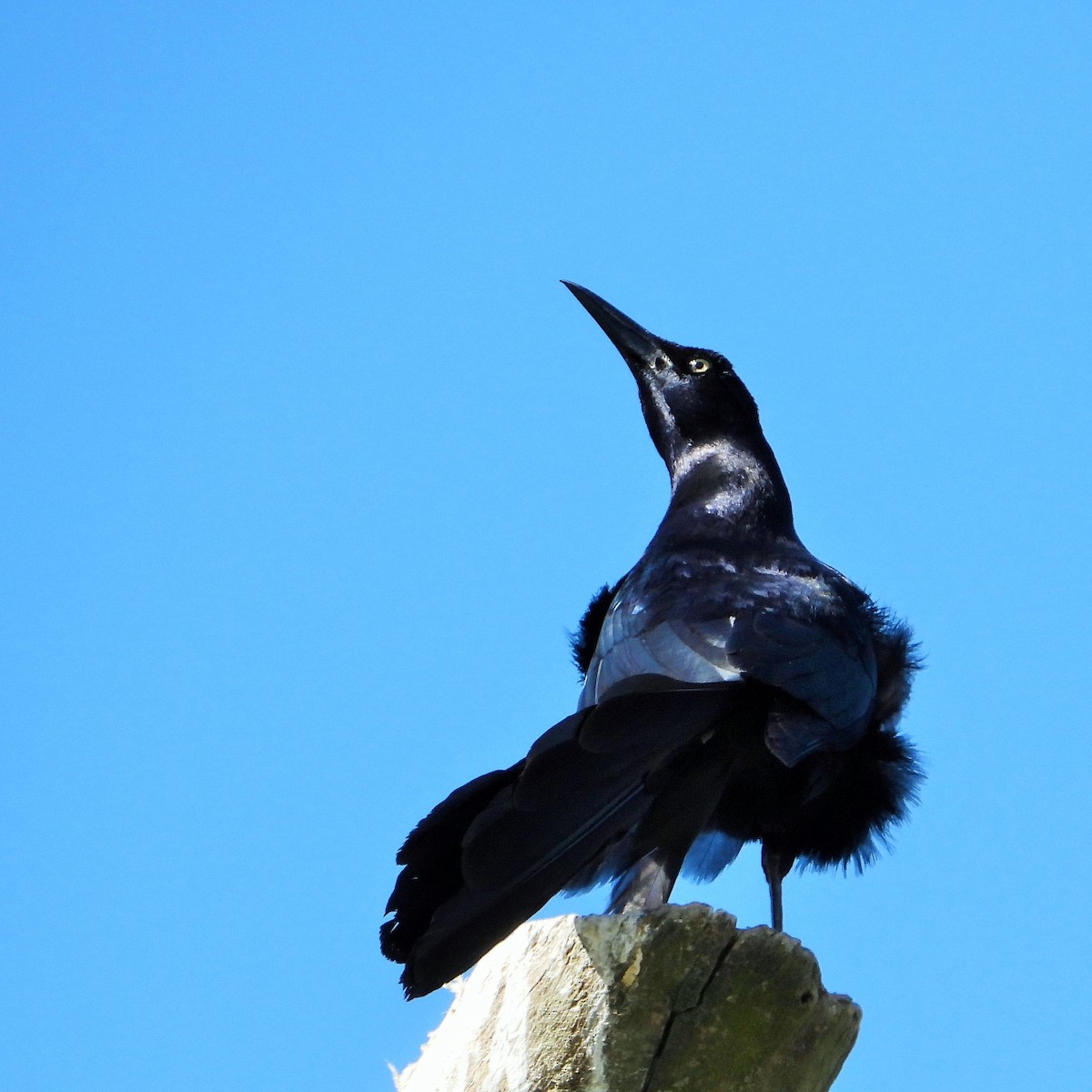 Great-tailed Grackle - ML619557775