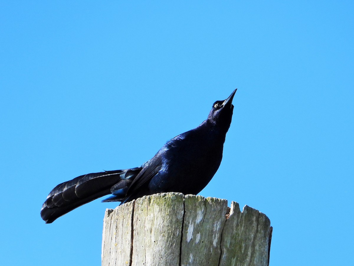 Great-tailed Grackle - ML619557786