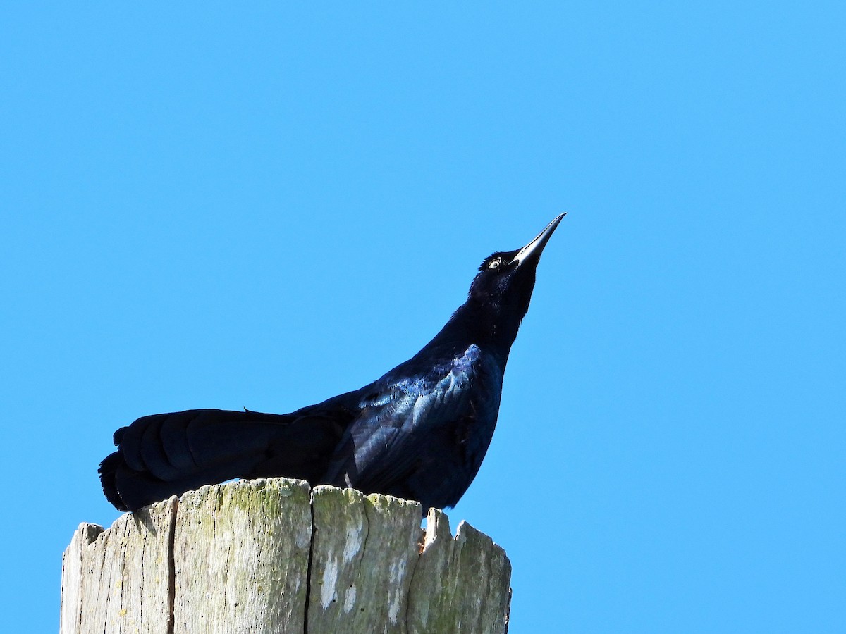 Great-tailed Grackle - ML619557794