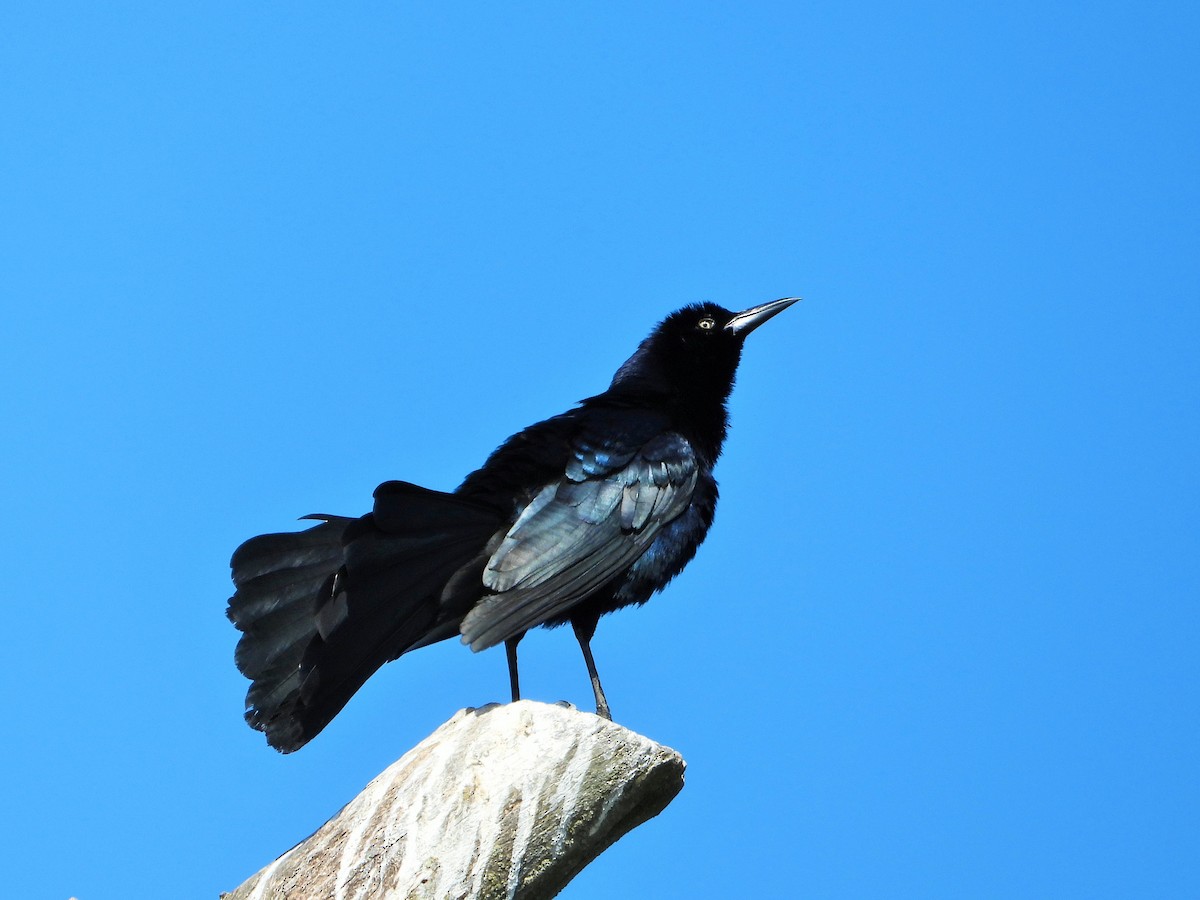 Great-tailed Grackle - ML619557804