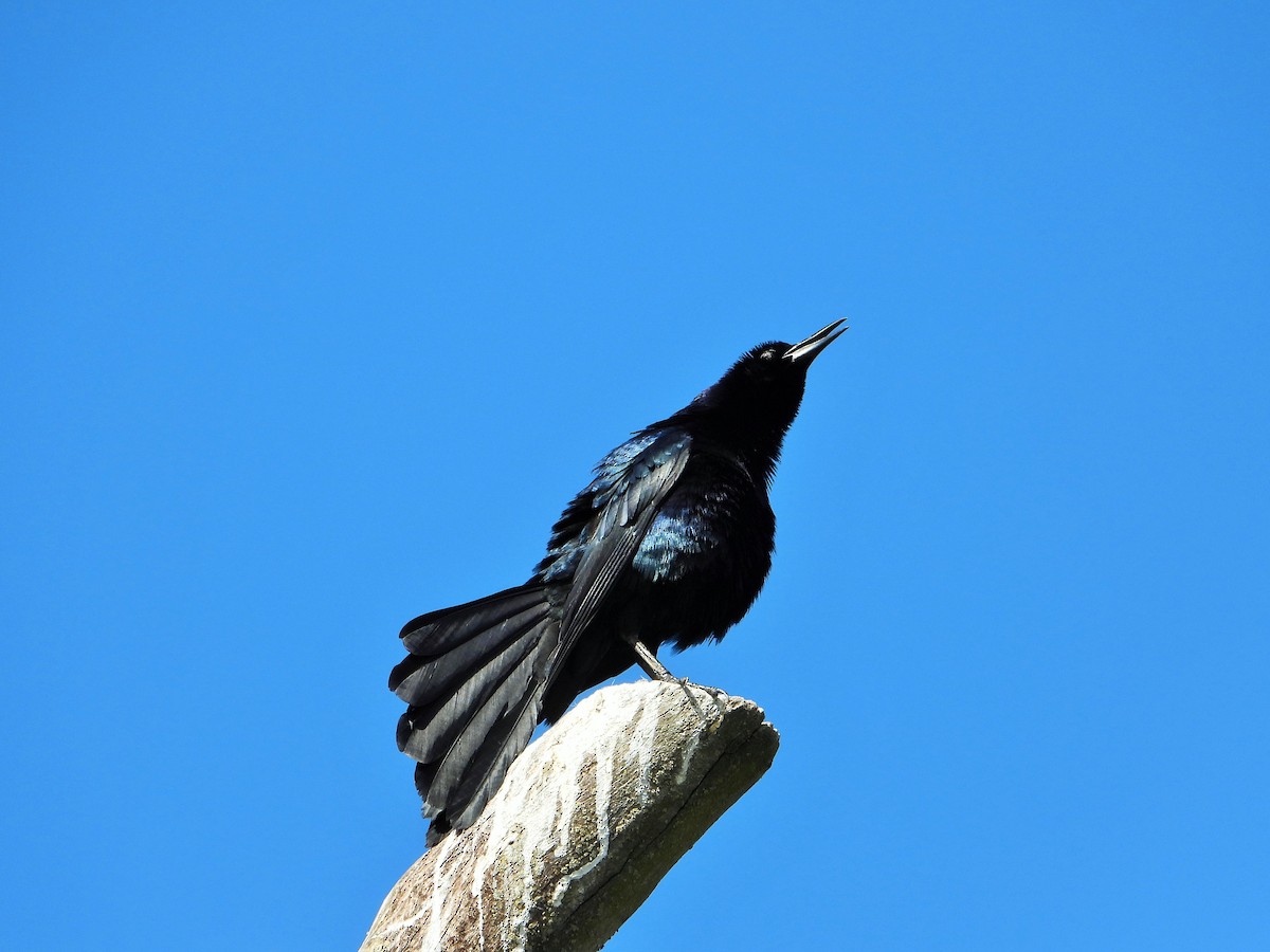 Great-tailed Grackle - ML619557807