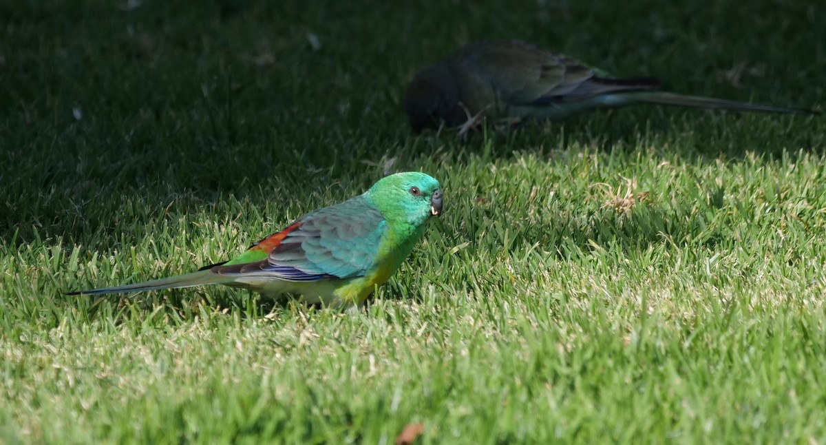 Red-rumped Parrot - ML619557831