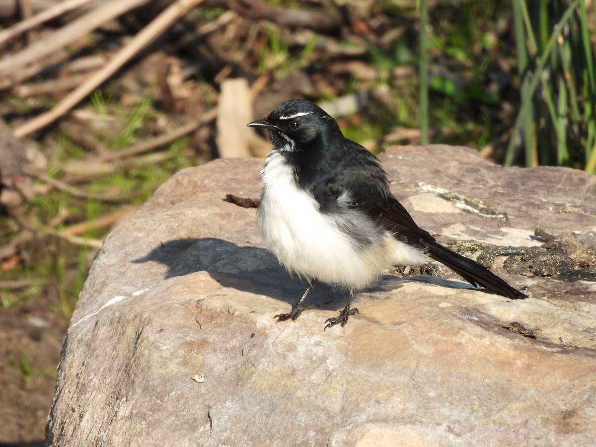 Willie-wagtail - ML619557845
