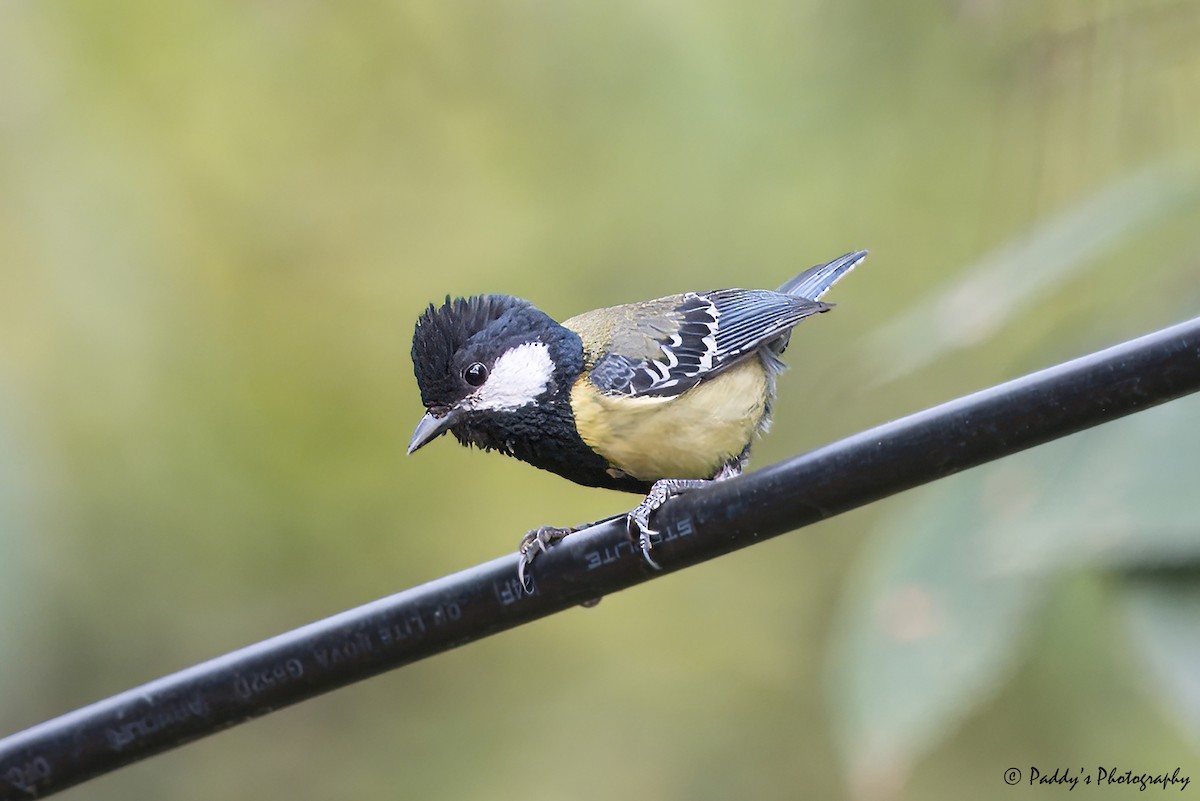 Green-backed Tit - ML619557851
