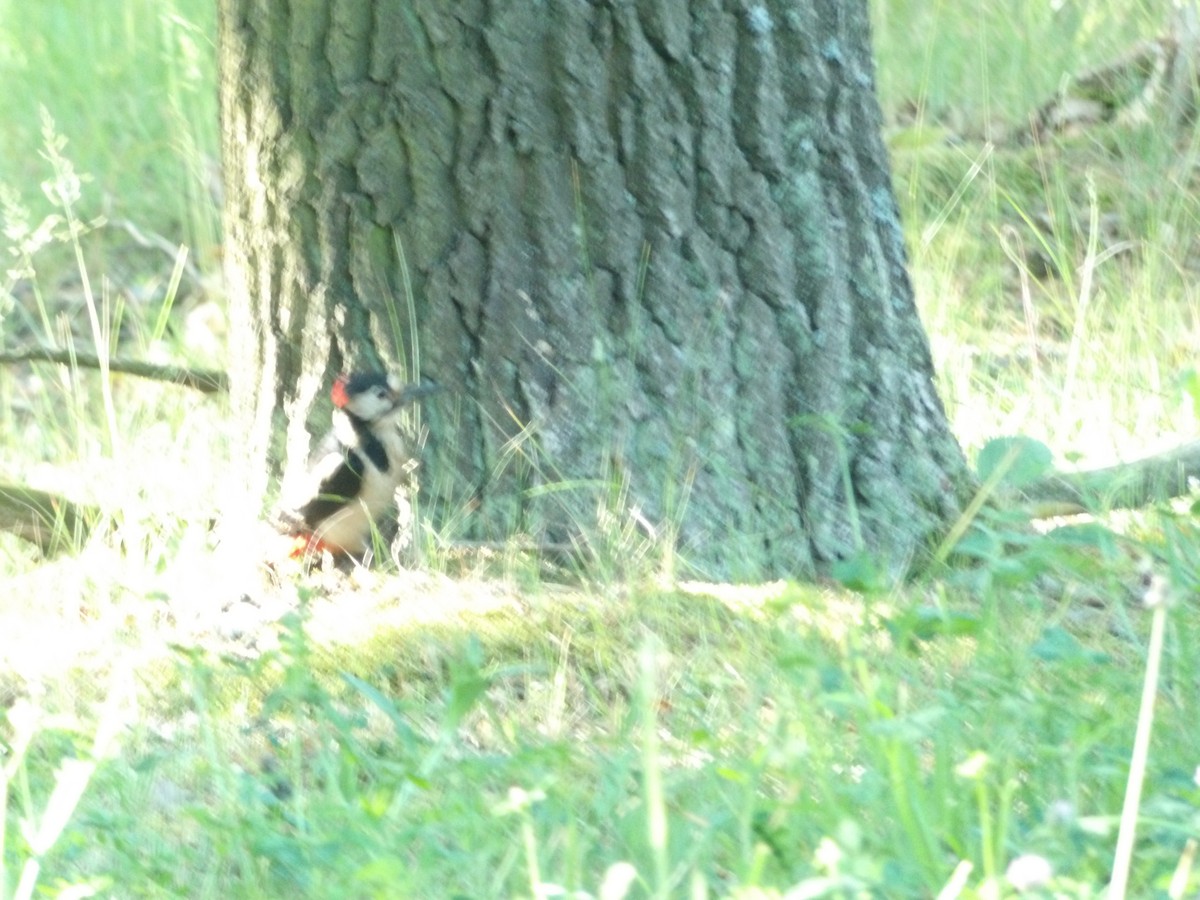 Great Spotted Woodpecker - ML619557859