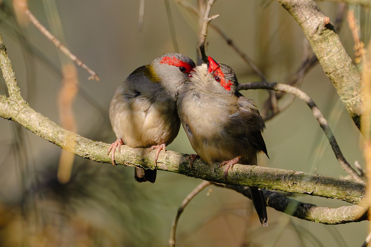 Red-browed Firetail - ML619557890