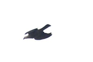 Topknot Pigeon - ML619557891
