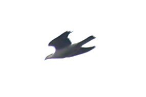 Topknot Pigeon - ML619557892