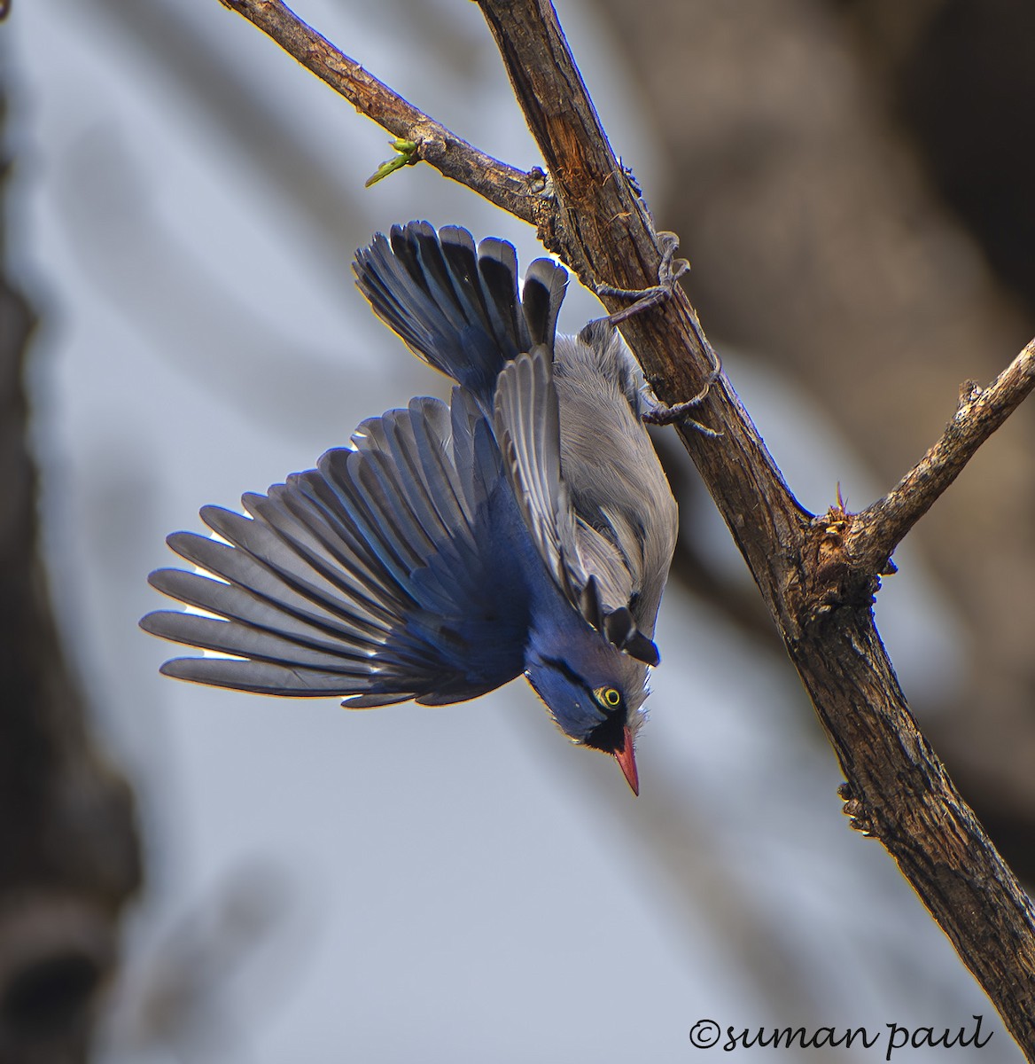 Velvet-fronted Nuthatch - ML619557944