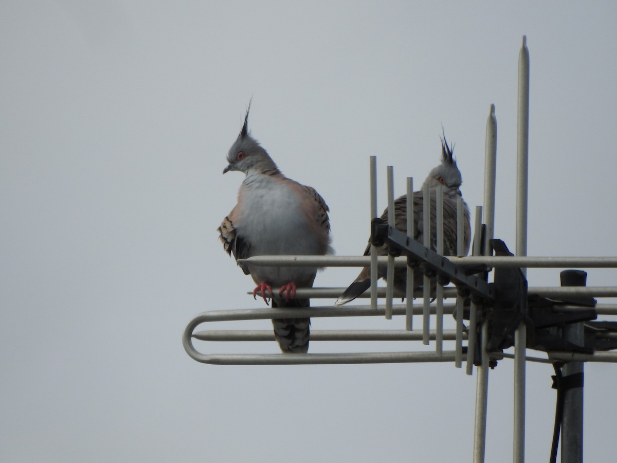 Crested Pigeon - ML619557998