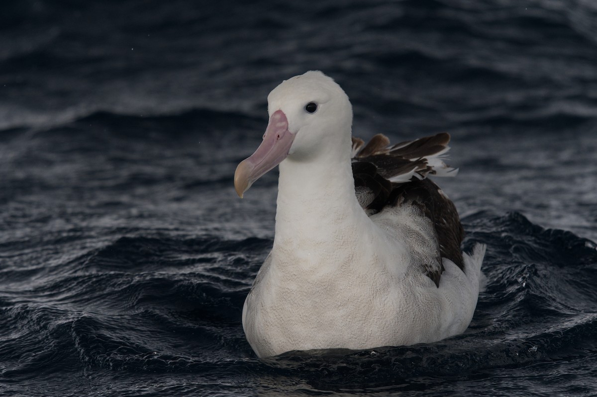 albatros jižní (ssp. gibsoni) - ML619558019