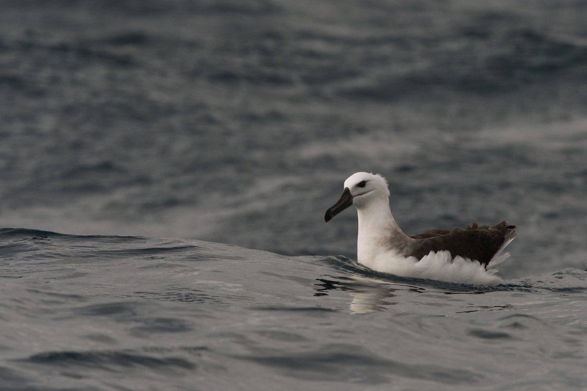 Albatros bekainduna (melanophris) - ML619558023