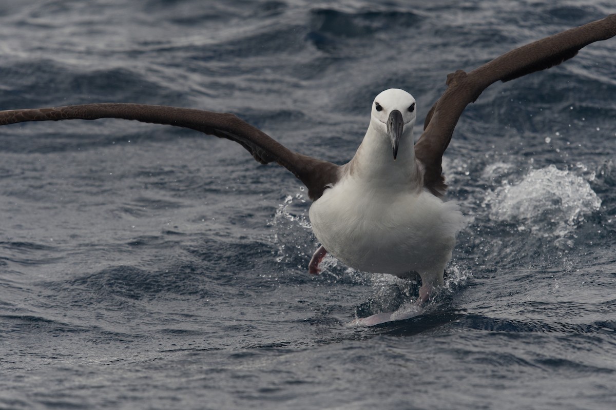 Black-browed Albatross (Black-browed) - ML619558024