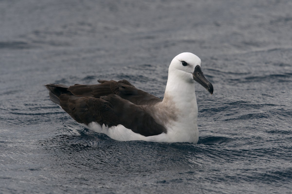 Albatros à sourcils noirs (melanophris) - ML619558025